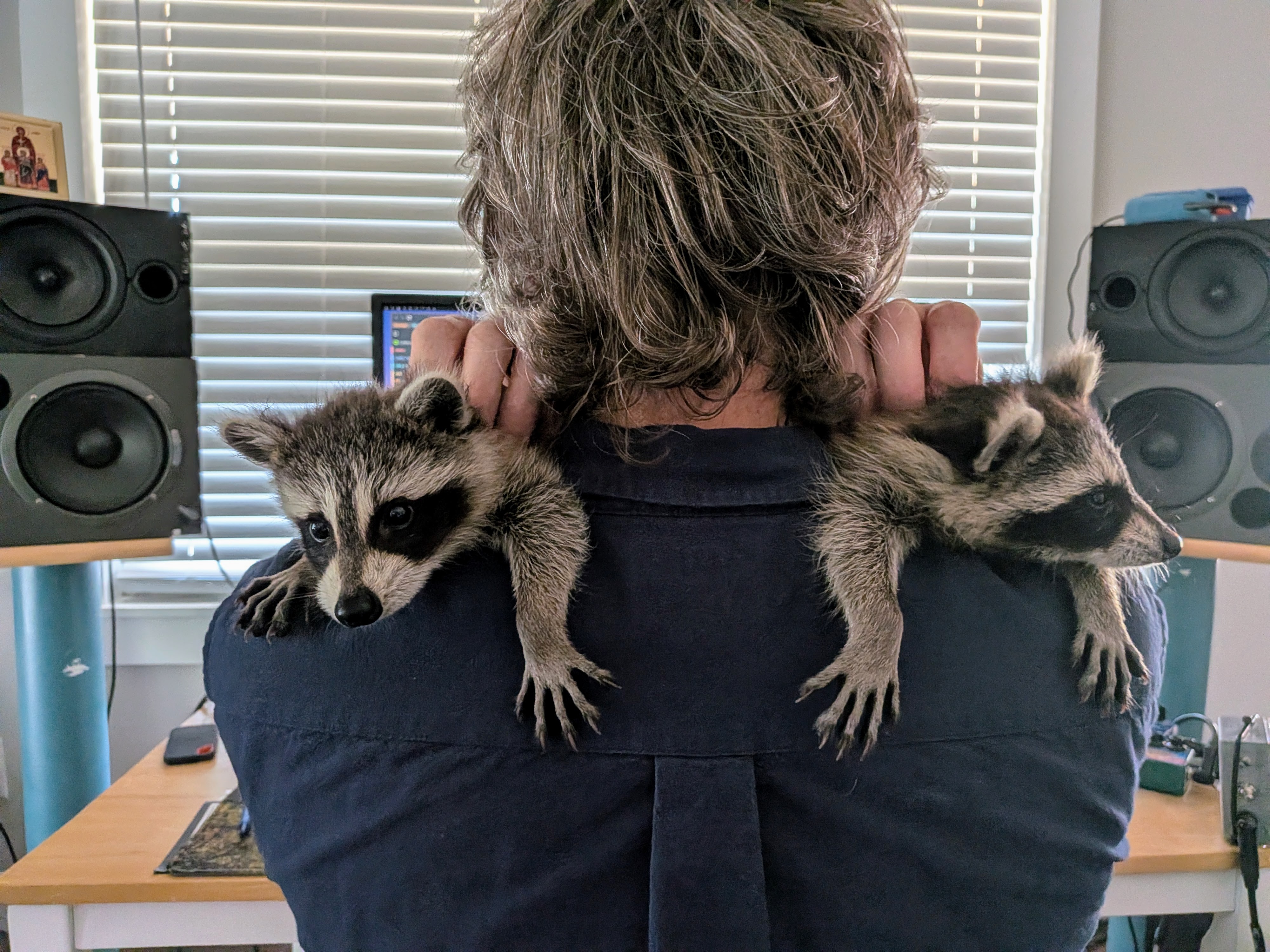 Coworking, raccoon-style — a kit riding each shoulder while I worked at my desk.